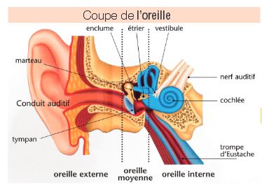 Coupe d'oreille
